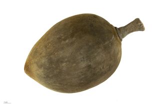 Mucua
