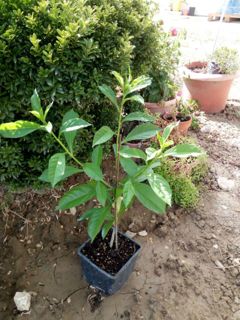 Baobab delle Janare