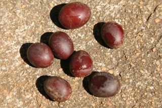 Sementes de jatobá