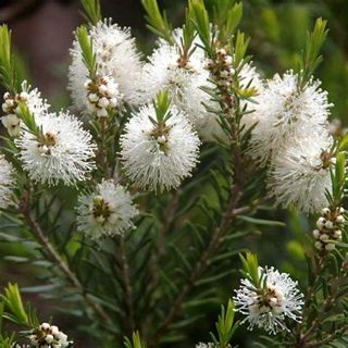 Tea tree