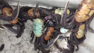 Rota dos Baobás na Aldeia Pataxo Para