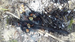 Rota dos Baobás na Aldeia Pataxo Para
