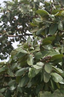 Jatobá do cerrado - Hymenaea stigonocarpa