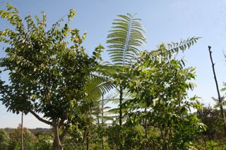 Agrofloresta sucessional