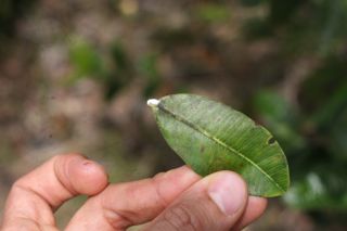 Mangaba - folha leitosa - Hancornia speciosa