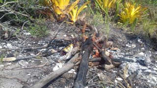 Rota dos Baobás na Aldeia Pataxo Para